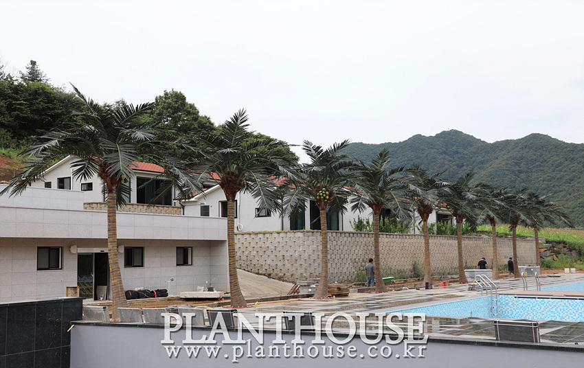 풀빌라 인조야자수 조경