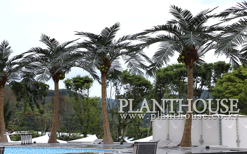 보은 풀빌라 인조야자수 설치