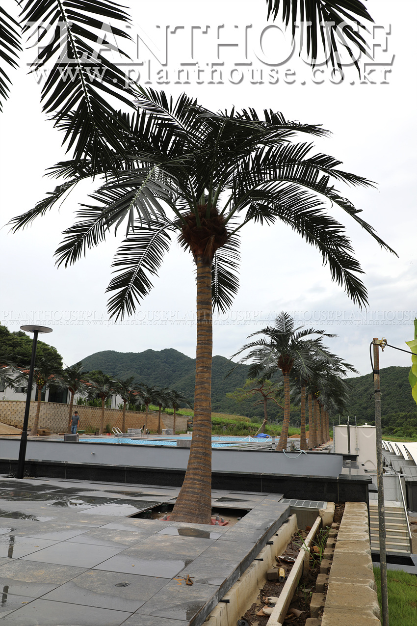 이국적인 분위기 연출에 탁월한 인조야자수