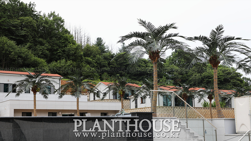 풀빌라에서 많이 찾는 인조야자수 고급형