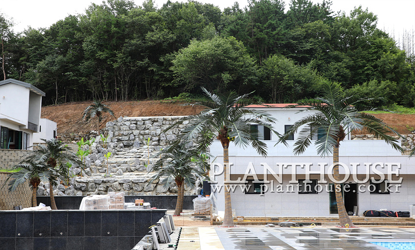 인조야자수 실외조경