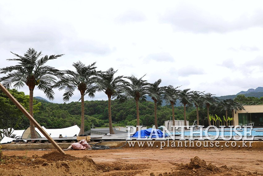 인공야자수 고급형