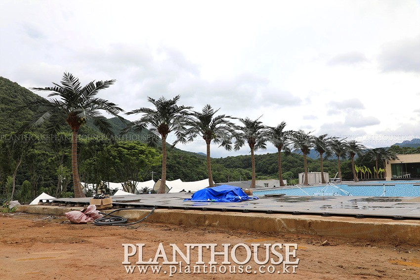 수영장에 연출한 인조야자수