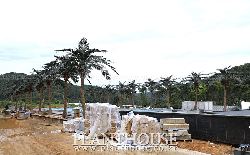 펜션 인조야자수 조경