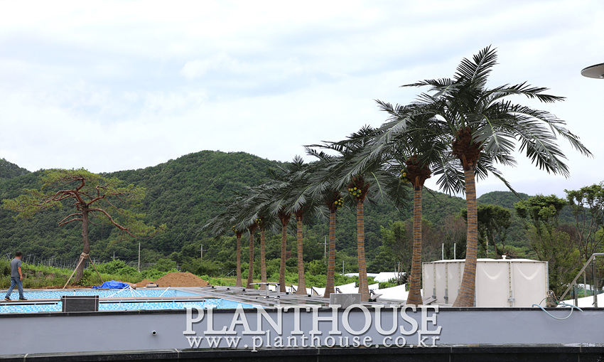 풀빌라 인조야자수 설치