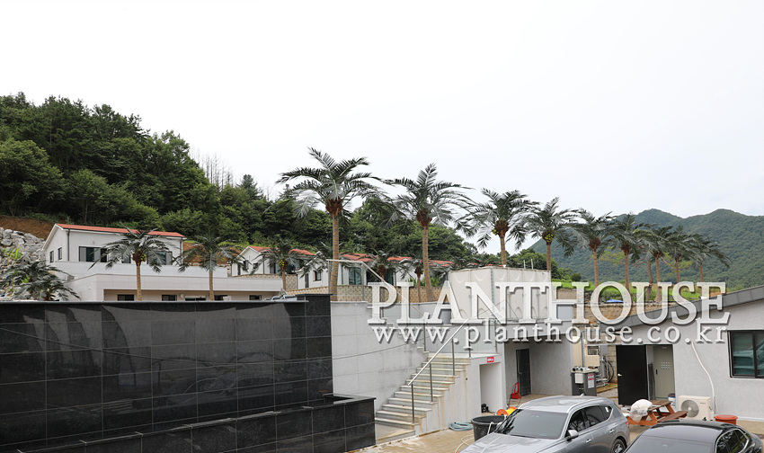 풀빌라 야자수 조경