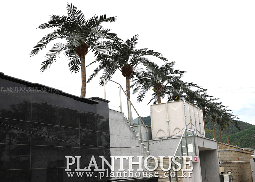 수영장 인조야자수 설치