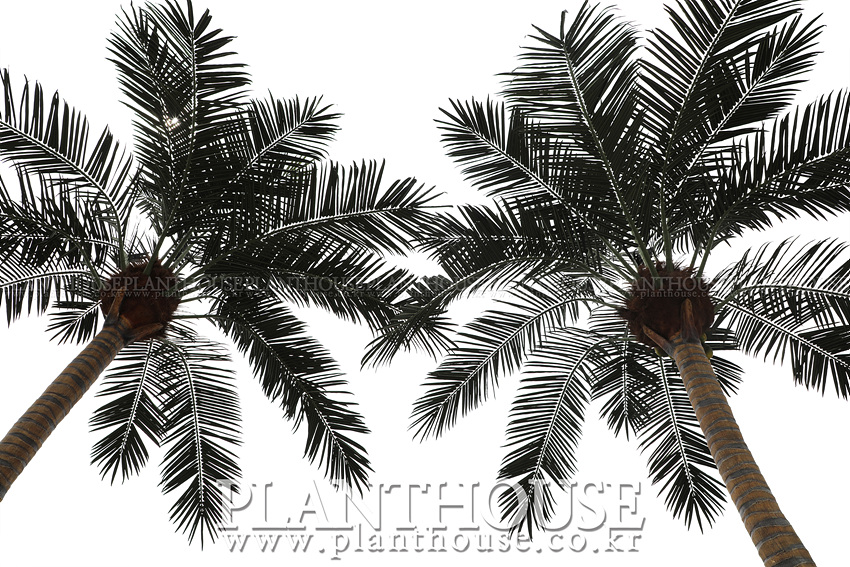 풀빌라에 설치한 인조야자수