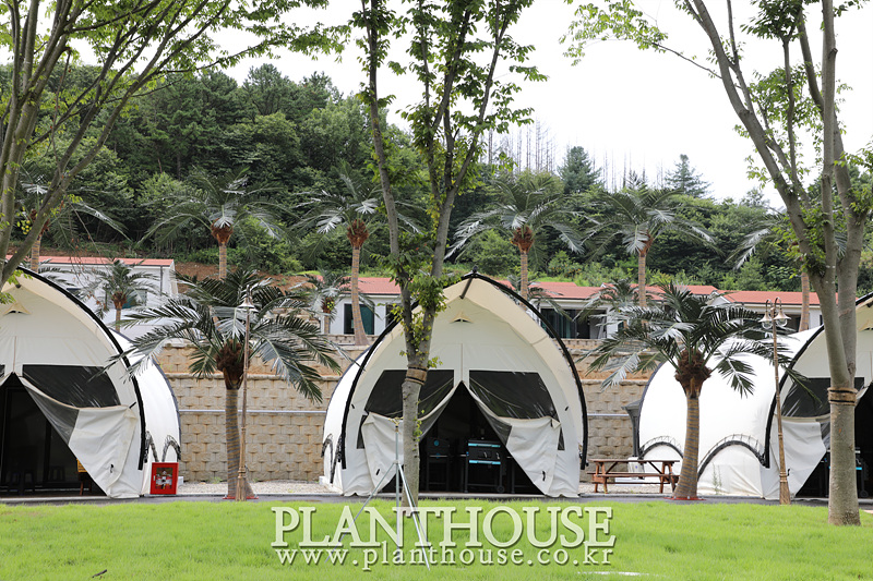 인조야자수 설치