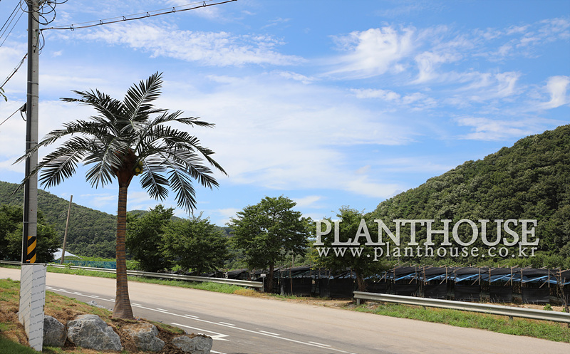 펜션에 설치한 인조야자수