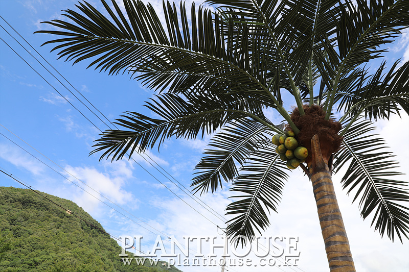 풀빌라에 설치한 고급형 인공야자수