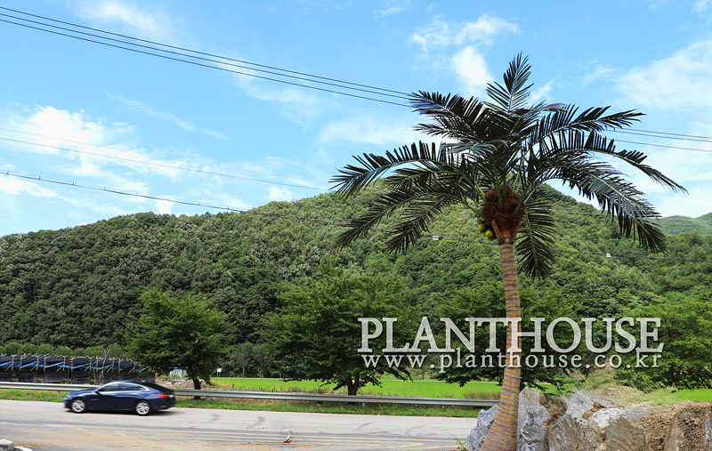 펜션에 설치한 고급형 인공야자수