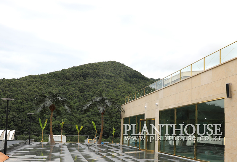 풀빌라에 연출한 인조야자수