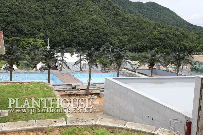 펜션에 연출한 인조야자수