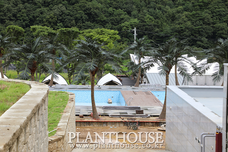 풀빌라 인조야자수 조경