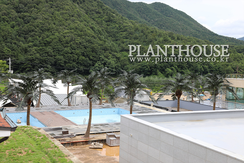 펜션 인조야자수 조경 연출