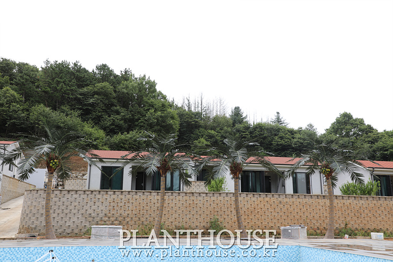풀빌라 대형야자수 조경 연출