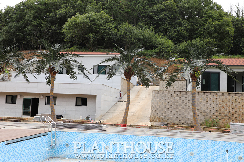 펜션 대형야자수 조경 연출