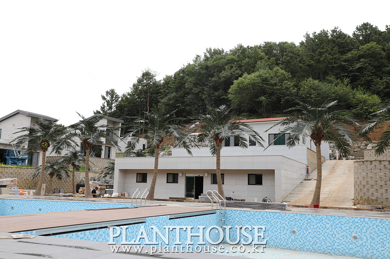 이국적인 분위기를 연출하는 인조야자수