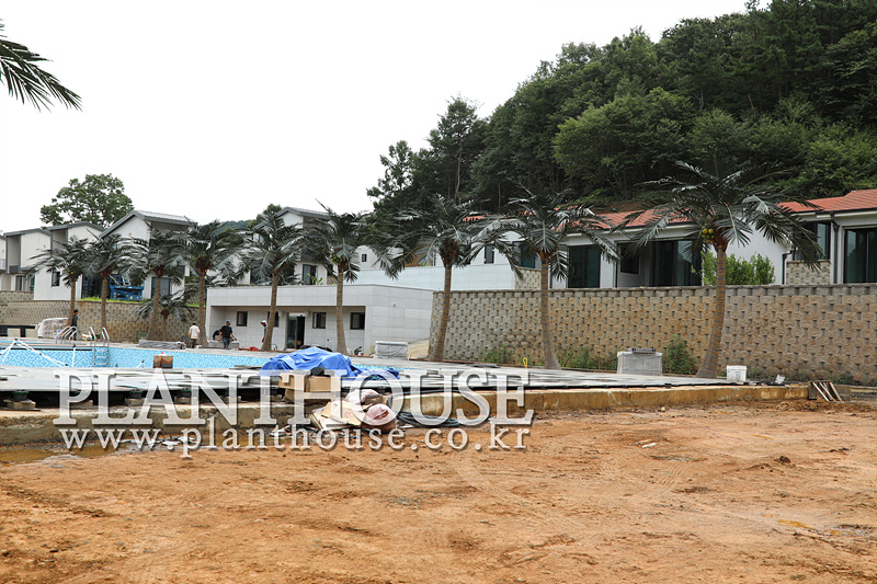 자연스러운 고급형 인조야자수