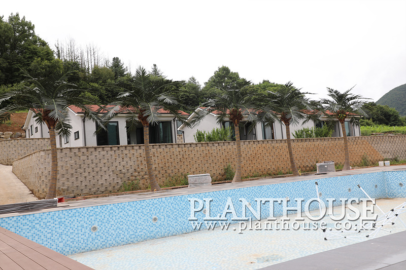 펜션에 설치한 고급형 인조야자수