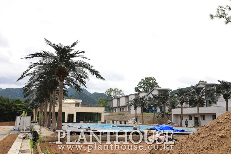 고급형 인공야자수 설치