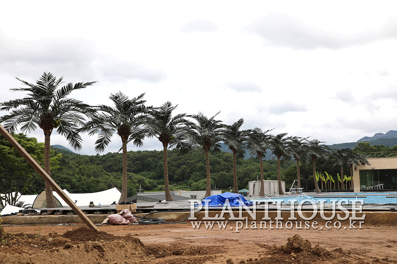 고급형 인조야자수 설치