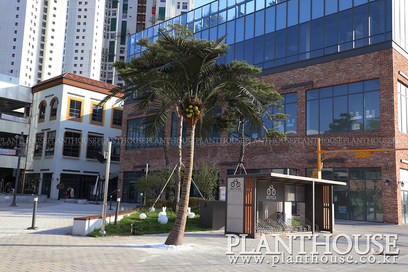 인조야자수 설치완료