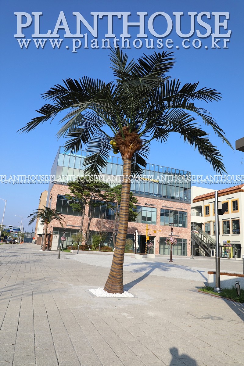 쇼핑몰 야자수 조경