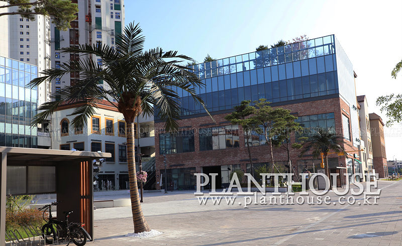 시화 인조야자수 설치