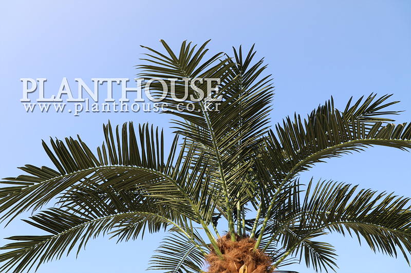 자연스러운 인조야자수