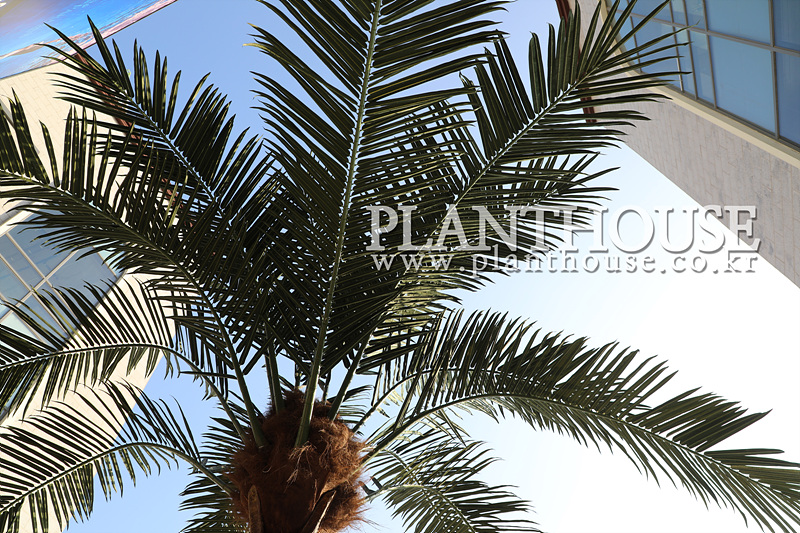 고급형 인조야자수