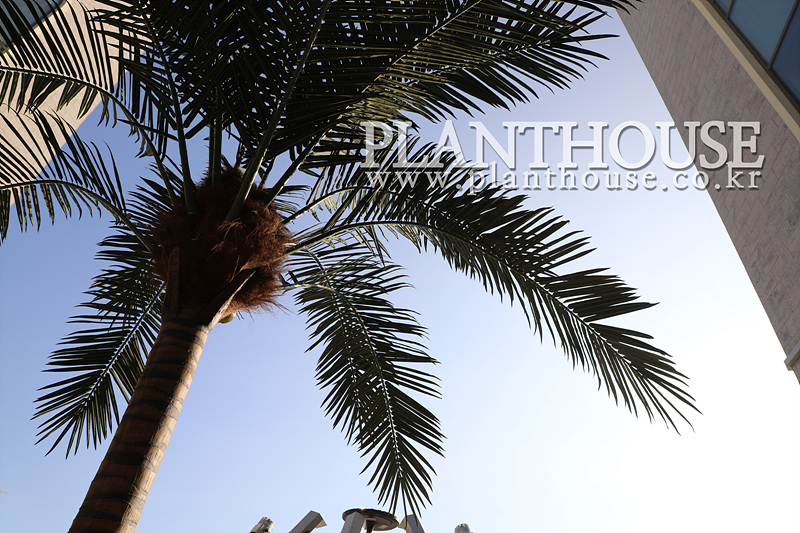 인공야자수 고급형