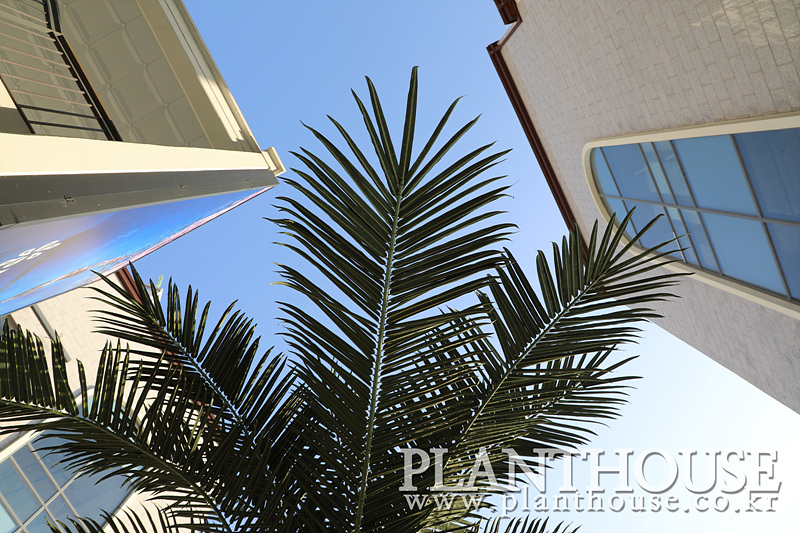 자연스러운 가짜 야자수