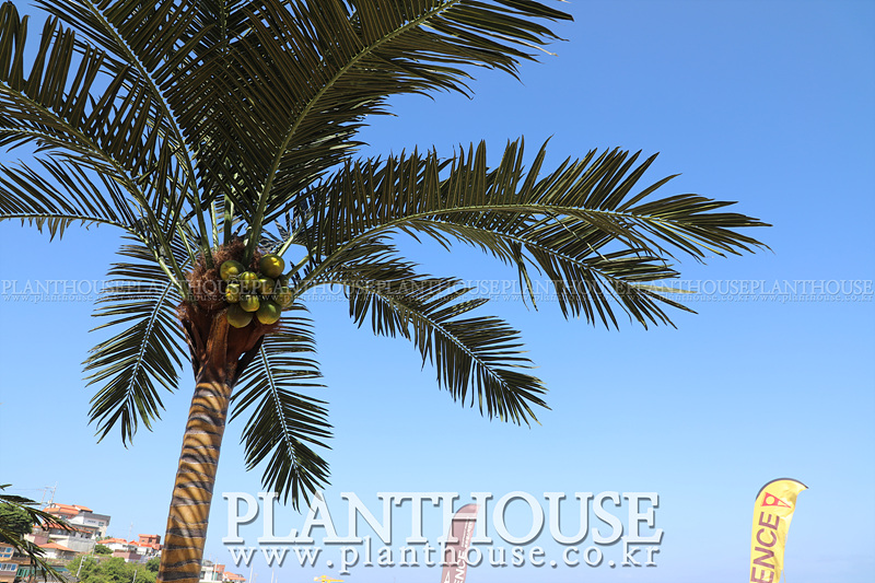 인조야자수 조경