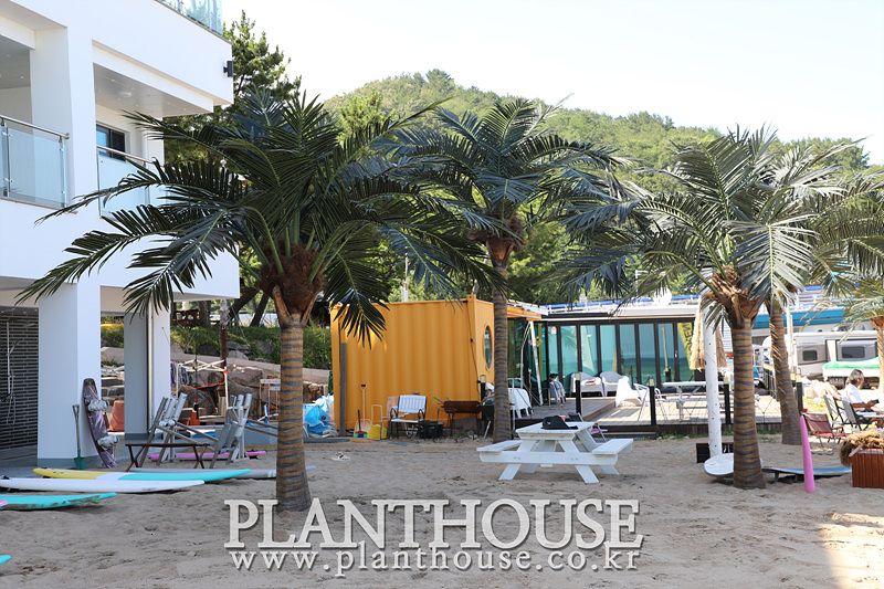 바닷가 인조야자수