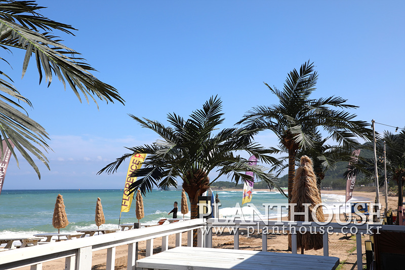 인조야자수 해변 설치