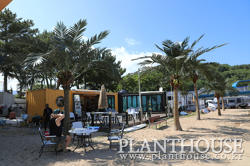 인조야자수 조경