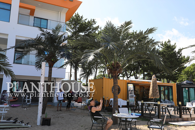 인공야자수 조경