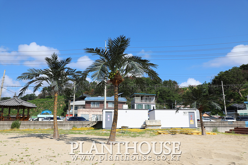 자연스러운 고급형 인조야자수