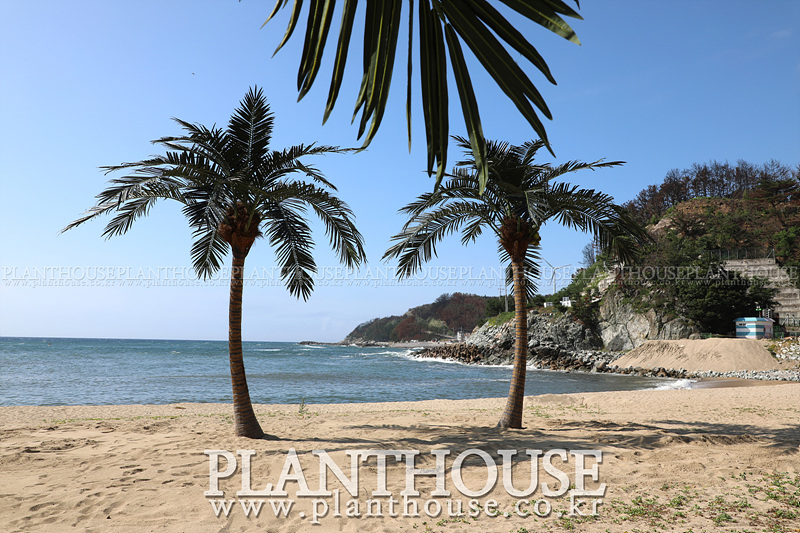 플랜트하우스 인공야자수