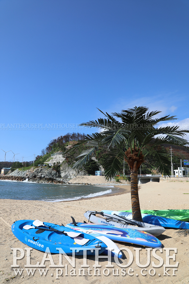 인조야자수전문업체