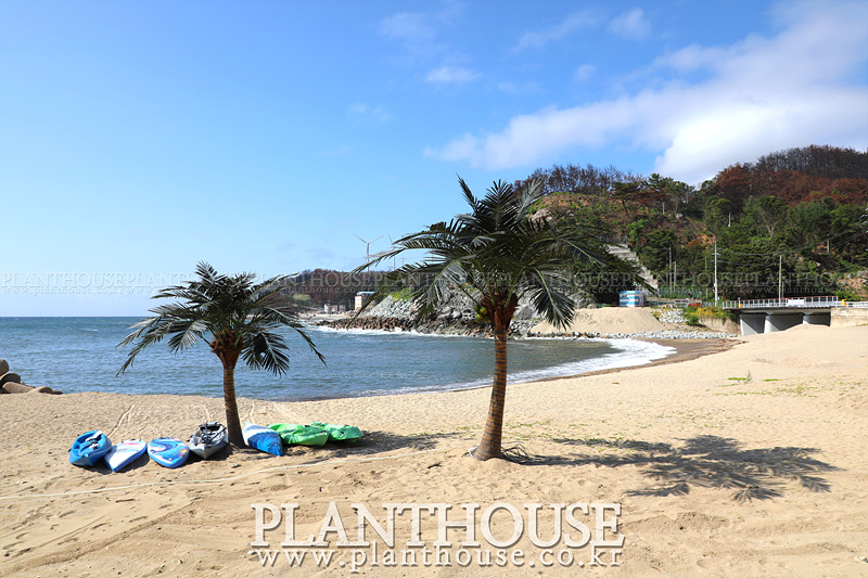 바닷가 인조야자수 설치