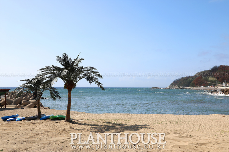 영덕 오보해수욕장 인조야자수 설치