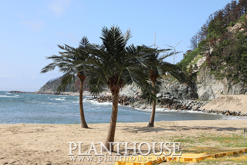 바닷가 야자수 조경