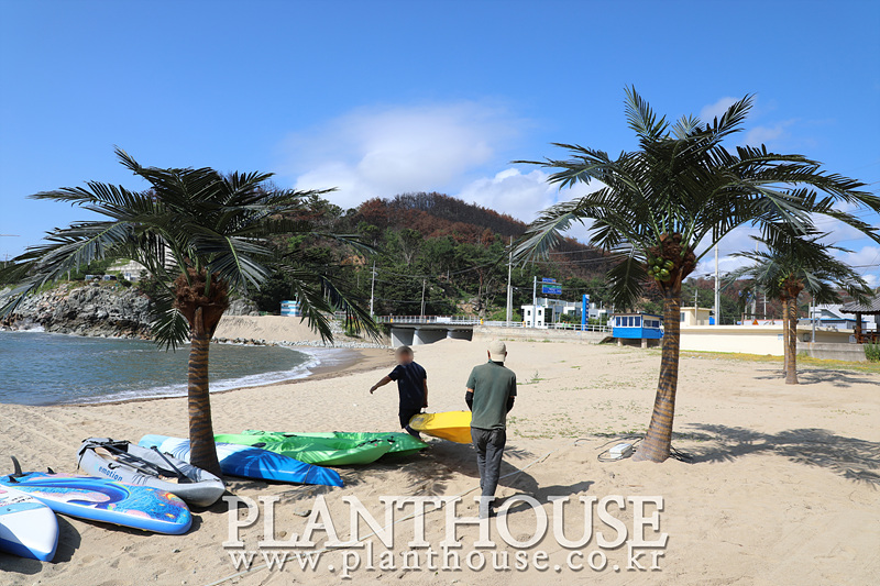 자연스러운 인조야자수