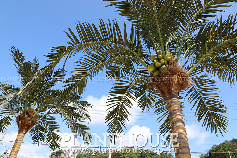 하와이안 코코넛팜 야자수