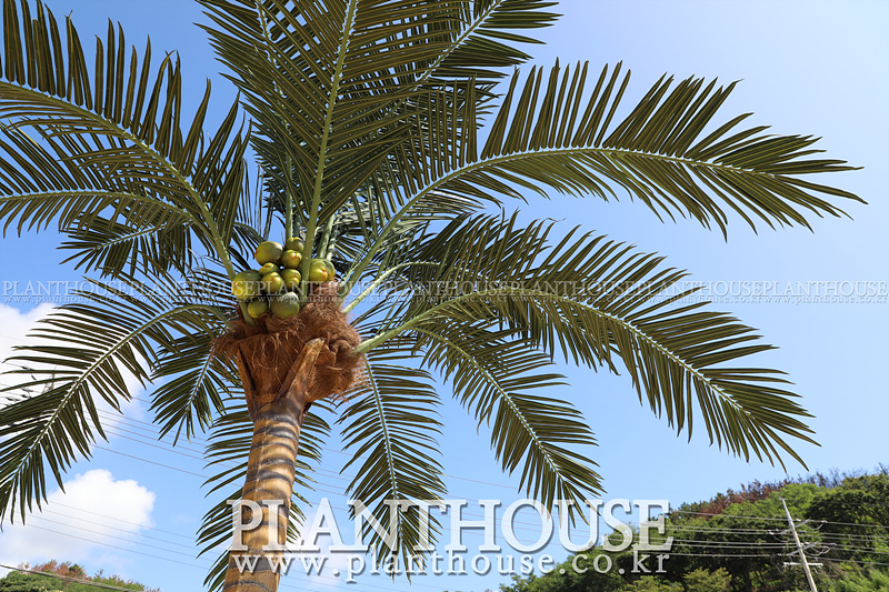 해수욕장 인조야자수 설치