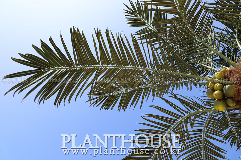 자연스러운 인공야자수