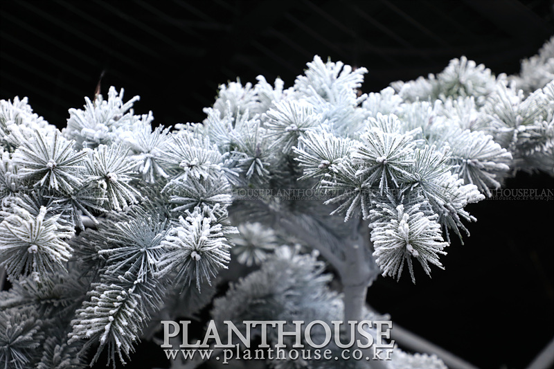 눈 쌓인 인조소나무 제작